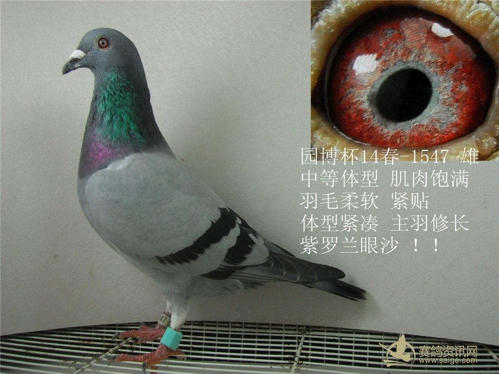 高级紫罗兰鸽眼图片,纯正紫罗兰眼,紫罗兰鸽眼_大山谷图库