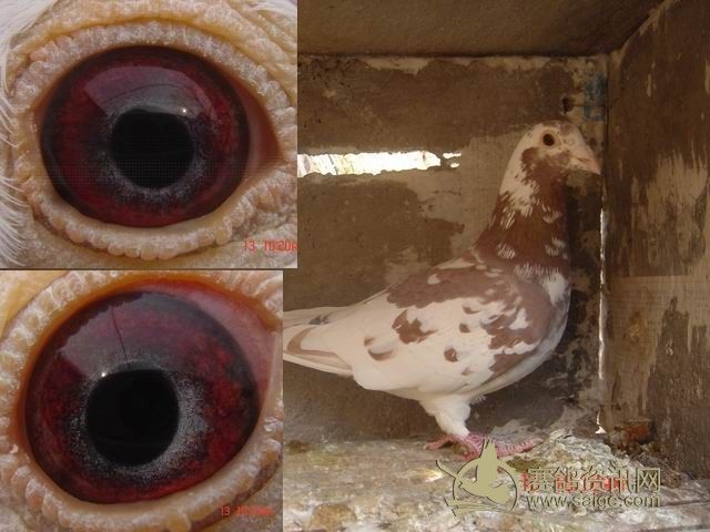慕利/经典慕利门,超级紫罗兰眼睛,这才是难得一遇的紫罗兰眼睛!
