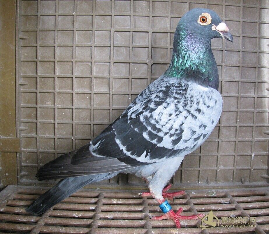 毅兴鸽舍---白色恐怖_赛鸽资讯网商城