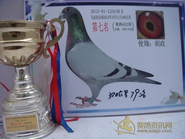北京飞冠俱乐部400公里第7名_赛鸽资讯网商城