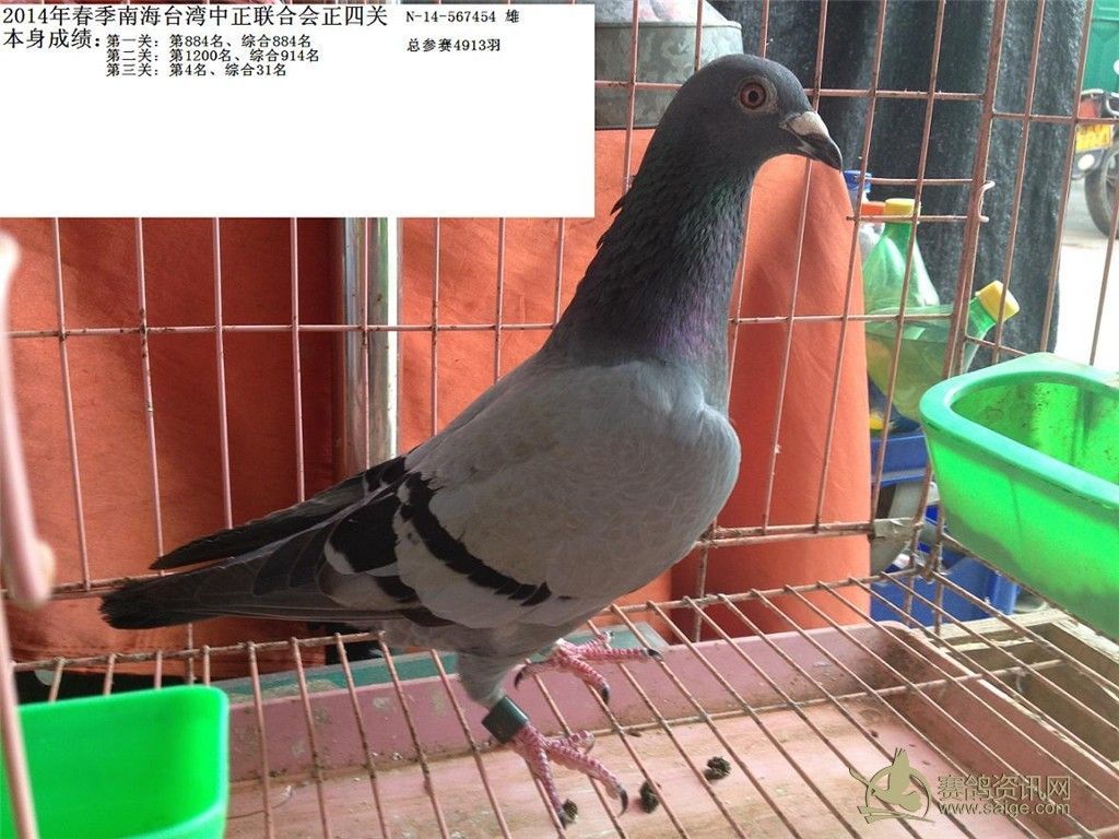 14年春季台湾南海中正联合会正四关,三关4名_