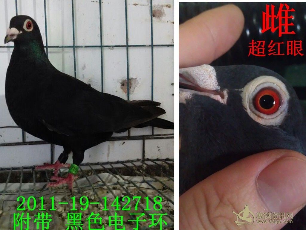 刚到三羽特靓纯黑鸽2羽黑雌1羽黑雄请点击欣赏两雌已售