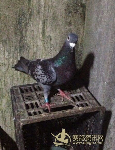 凡王路易_赛鸽资讯网商城