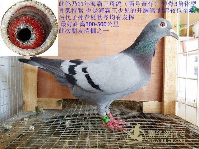 极品11年海霸王种母 开胸 紫罗兰眼 爆体短3角 骨架粗硬《风云赛鸽