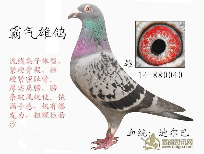霸气迪尔巴种鸽