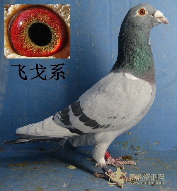 鸽舍拆迁 清棚 低价转让_赛鸽资讯网商城