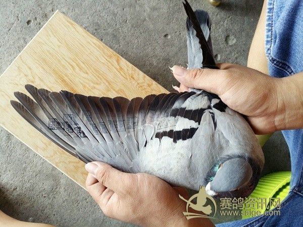 4年夏季南海极品5关台鸽丰满少妇身体素质各