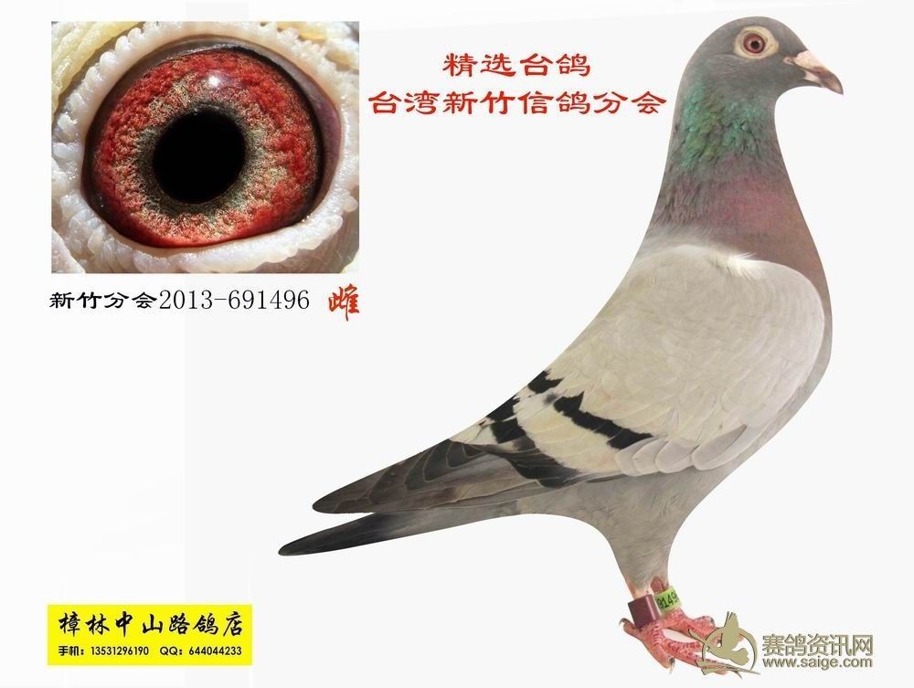 精选台鸽台湾新竹信鸽分会已售潮阳