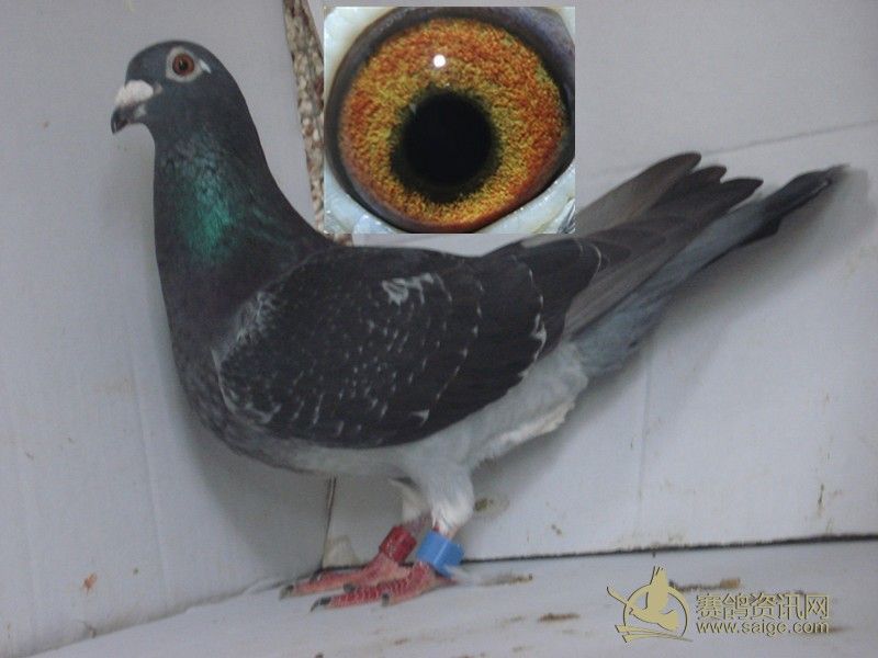 春季赛鸽环出了.现有7羽超级种鸽.4羽原棚海霸