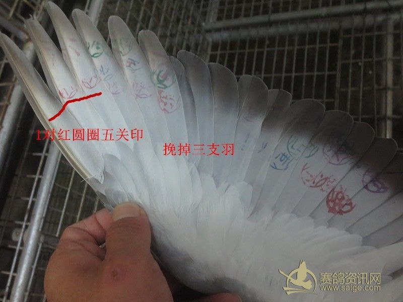 103夏南海青田.正五关台鸽230