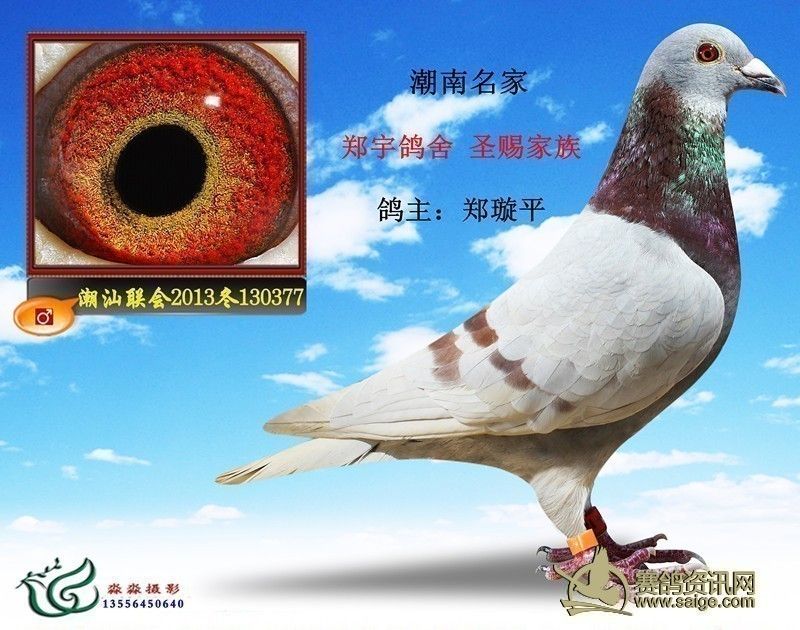 潮南名家、郑宇鸽舍:圣赐家族、鸽主:郑璇平、