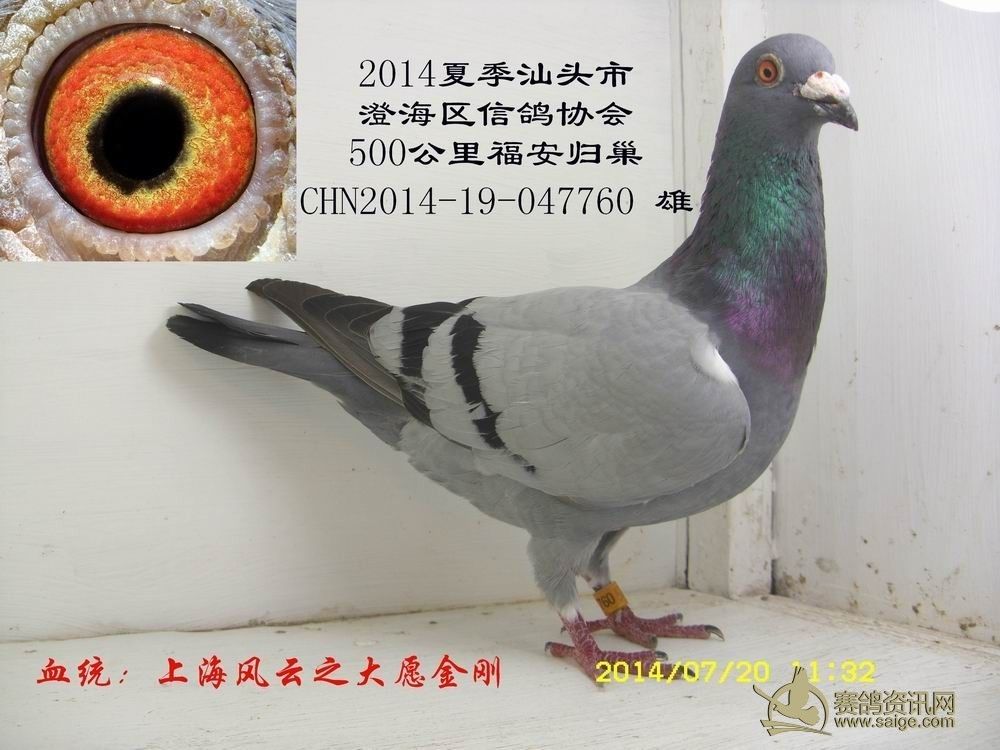石家庄 王文龙,500公里归巢鸽760-血统:上海风云之大愿金刚_赛鸽资讯