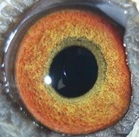 海霸王种鸽,母鸽眼睛漂亮跳动快,翅膀破风好 一