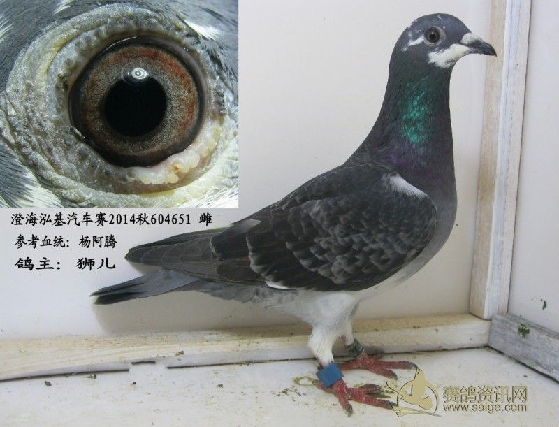 澄海泓基汽车赛2014秋604651 鸽主:狮儿_赛鸽