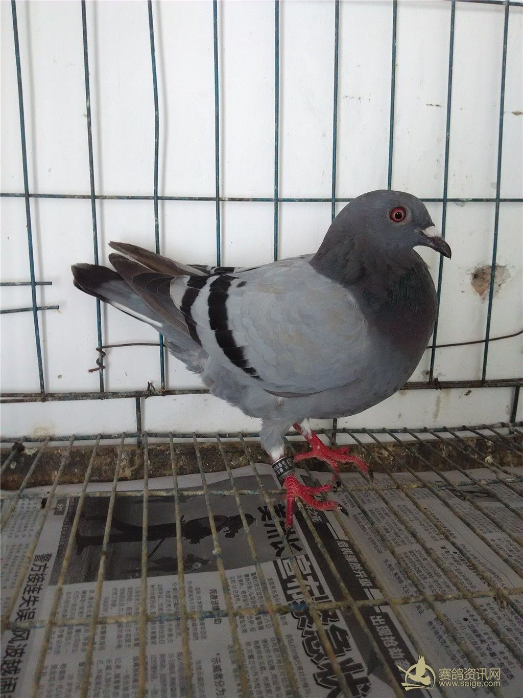 刚到一羽 【 澄海泓基2014秋汽车大奖赛 】鸽主