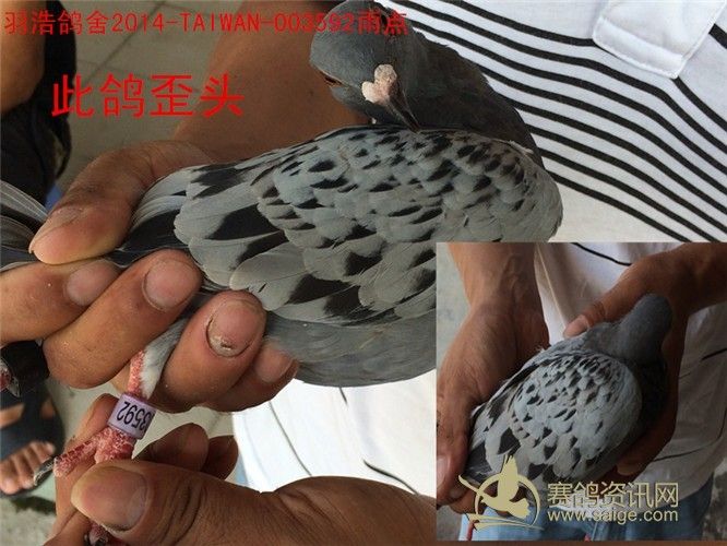 广州浩羽公棚2014年清棚电子环损坏及受伤鸽子图片