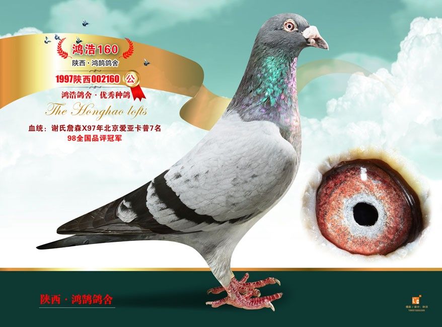 专题名称:鸿鹄鸽舍种鸽(绝版老种鸽)