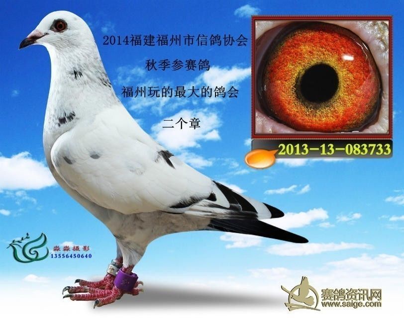 今天早上一一只海豚出壳了另外一个蛋但是还没啄微信盈利学院靠什么鸽子图片