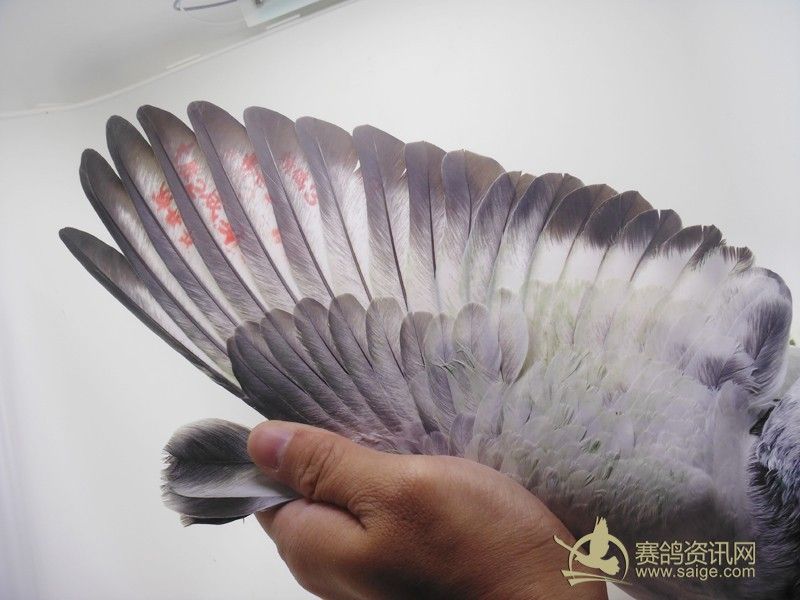 马日本_赛鸽资讯网商城