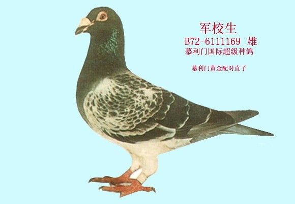 信鸽品种大全图解 72e52d12-91a9-4413-b4ea-4db94918dc79.jpg