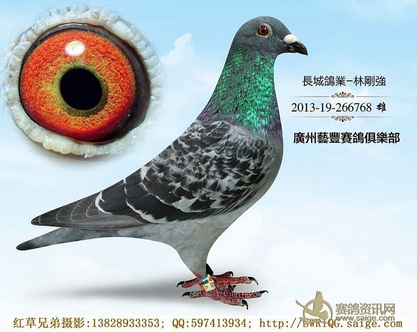 (红草)广东长城鸽业-广州名家:林刚强 (已出售)_赛鸽