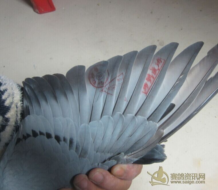 浙江温州龙湾国际联盟第二关参赛鸽,温州名家