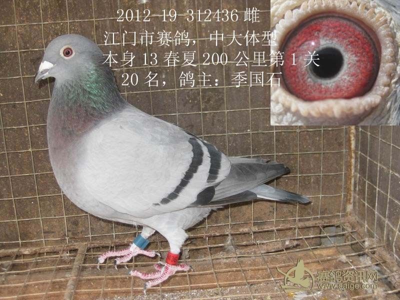 大体型江门赛鸽(靓妞)