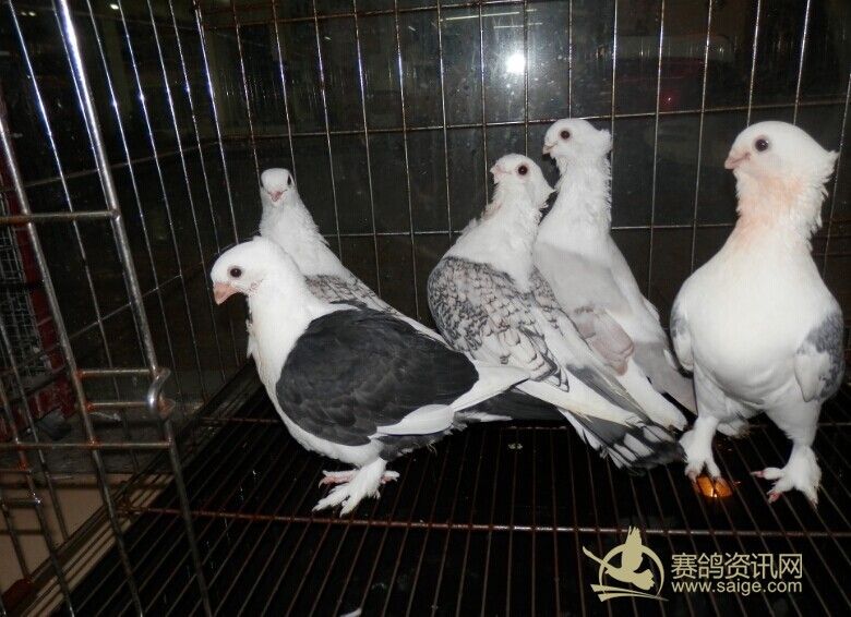 已售观赏鸽淑女种鸽2对一个黑粗花幼鸽