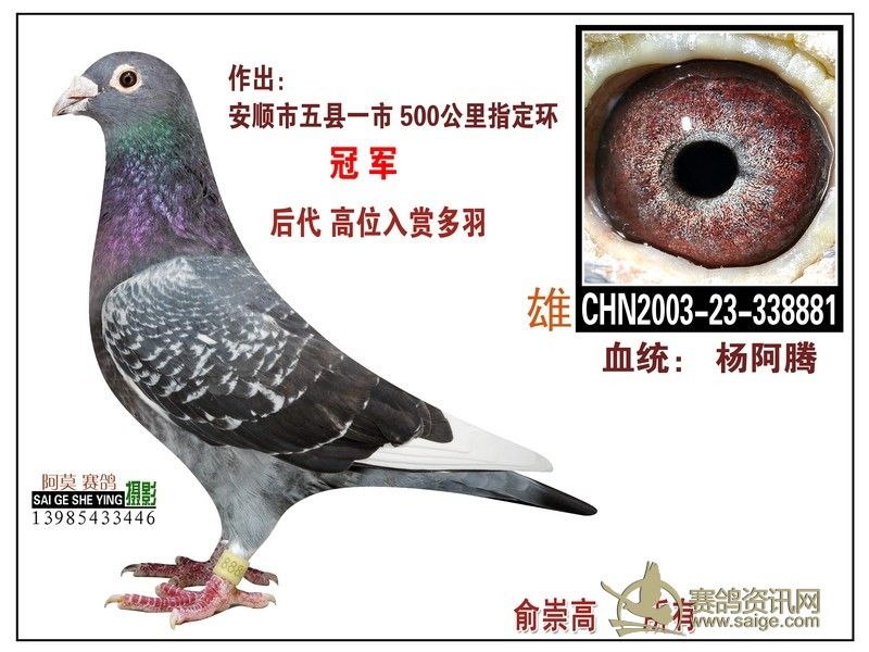 平坝杨阿腾 平坝杨阿腾