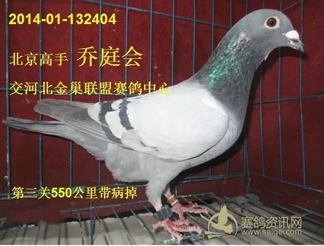 14年河北金巢赛鸽中心参赛鸽一羽,鸽主:北京高手乔廷会.已售