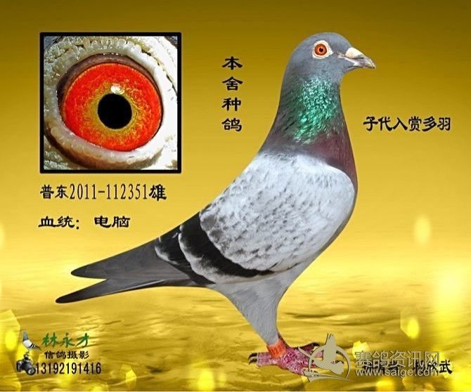 《帮朋友清棚处理种鸽》全部是普宁名家明兴鸽