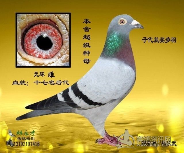 《帮朋友清棚处理种鸽》全部是普宁名家明兴鸽