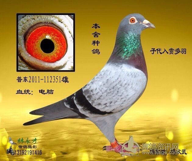 《帮朋友清棚处理种鸽》全部是普宁名家明兴鸽