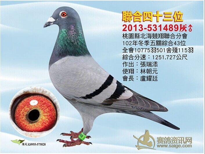 另新到台湾名家鸽多羽.欢迎上门亲自上手!