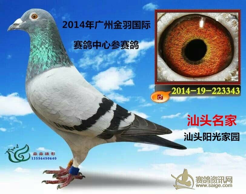 2014年广州金羽赛鸽中心中网鸽 汕头阳光家园(已售澄海)