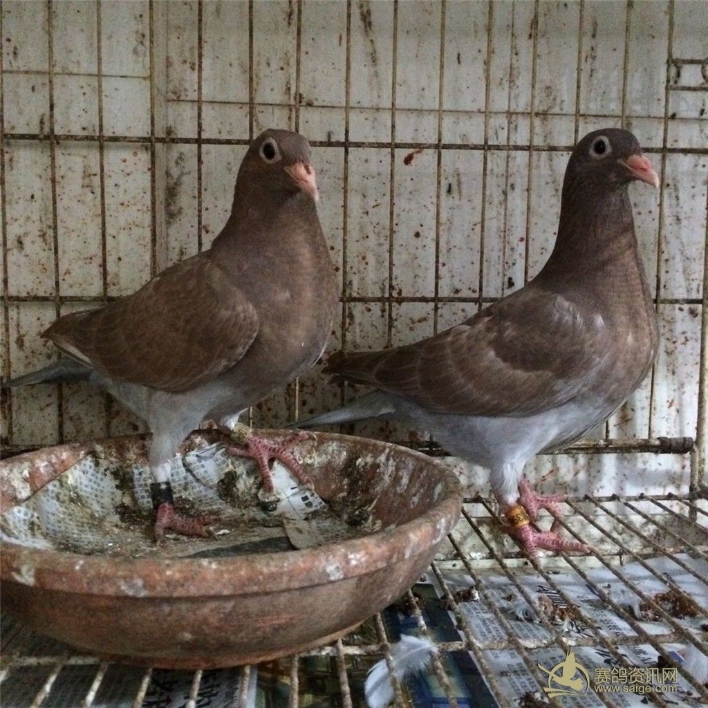 信鸽火凤凰视频