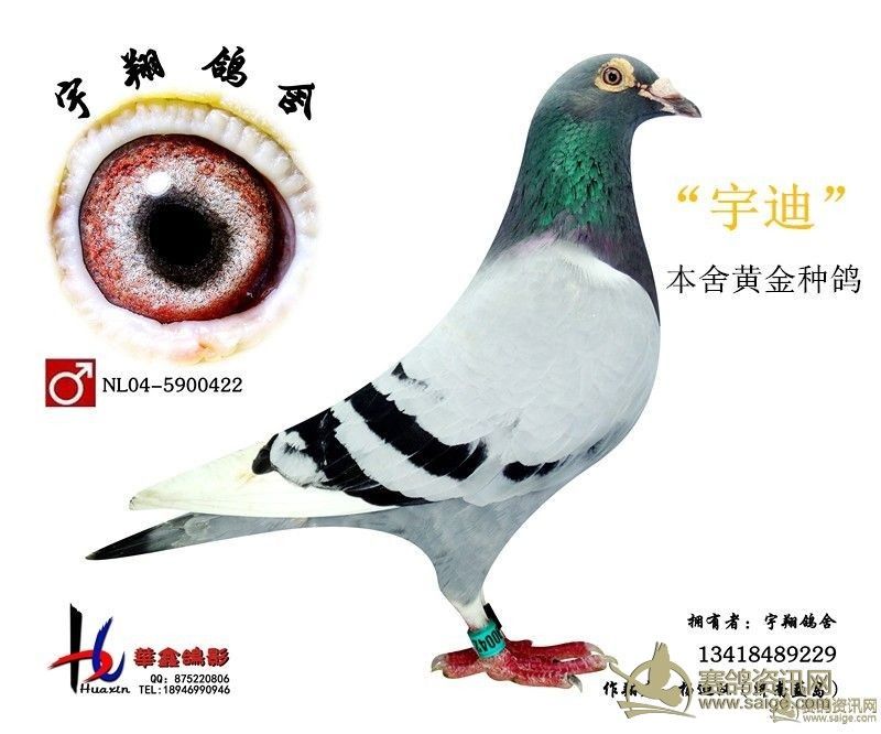 宇翔种鸽
