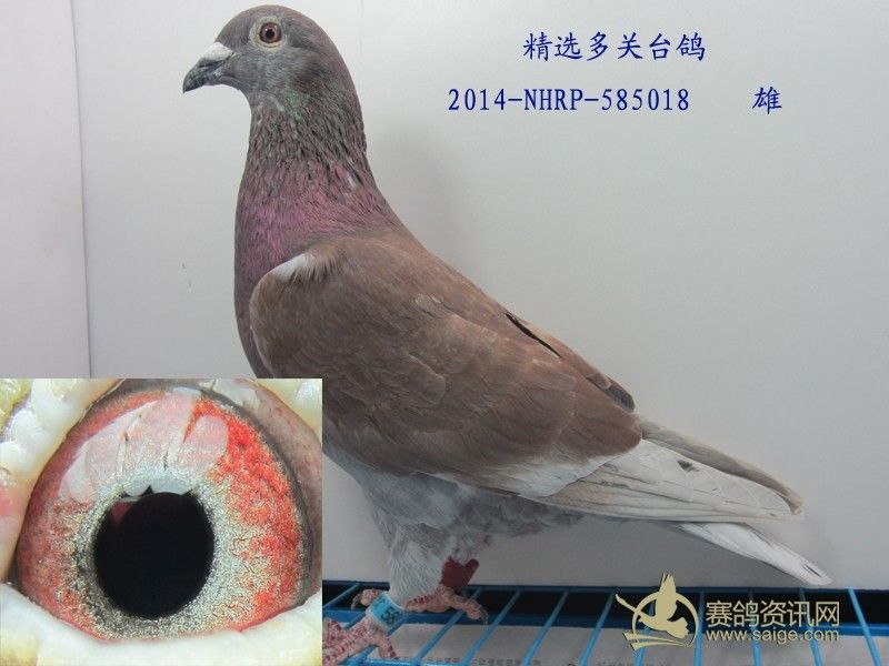 两只2014多关红台雄靓货大红袍红二线已售