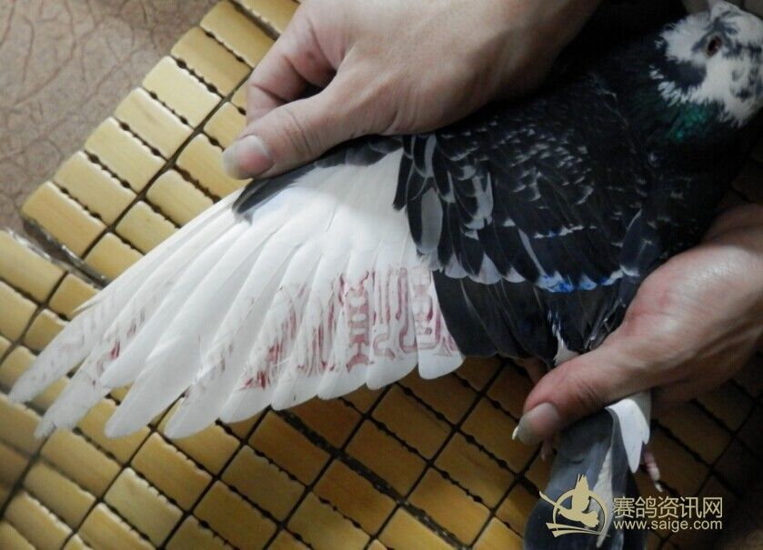 已售-420元-台鸽5号,花头白条,高佬鸽店(省内支持货到