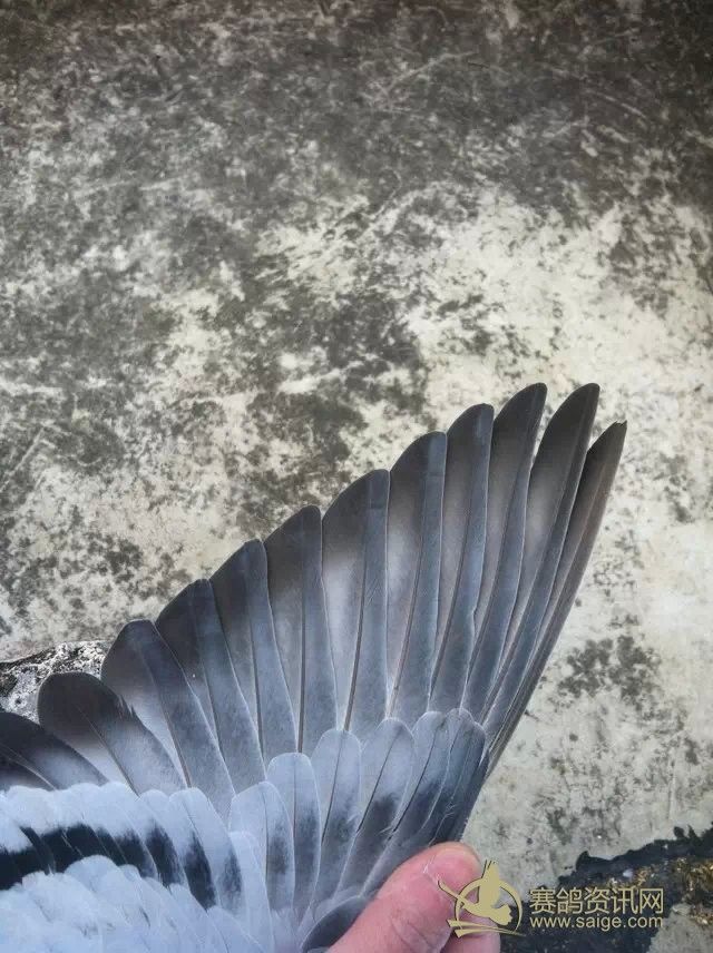 北京赛鸽高手立新鸽舍(庞立新)交北京昌金公棚