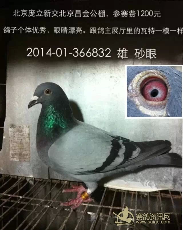 北京赛鸽高手立新鸽舍(庞立新)交北京昌金公棚