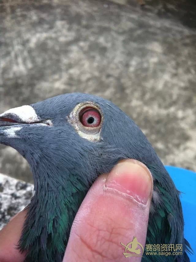 北京赛鸽高手立新鸽舍(庞立新)交北京昌金公棚