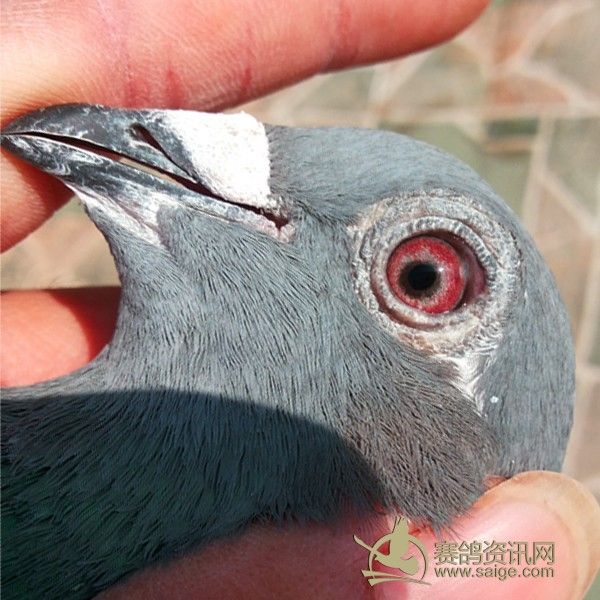 死口电子环(英语脚环)来历不明鸽子特漂亮------友谊鸽店-已售