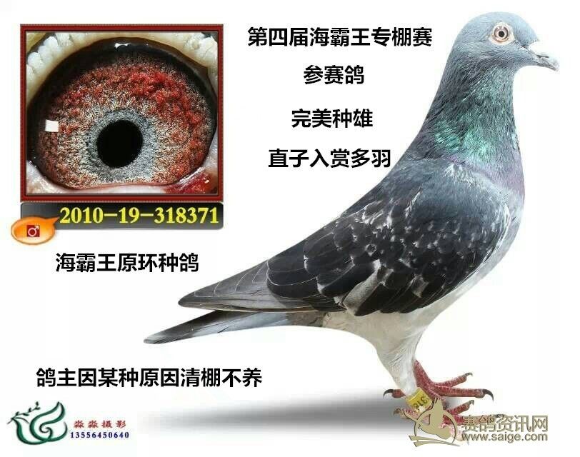 鸽子怎么养不飞走是什么原因 ffa937ed-a6b7-4f2e-927e-dbf1f26f7606.jpg