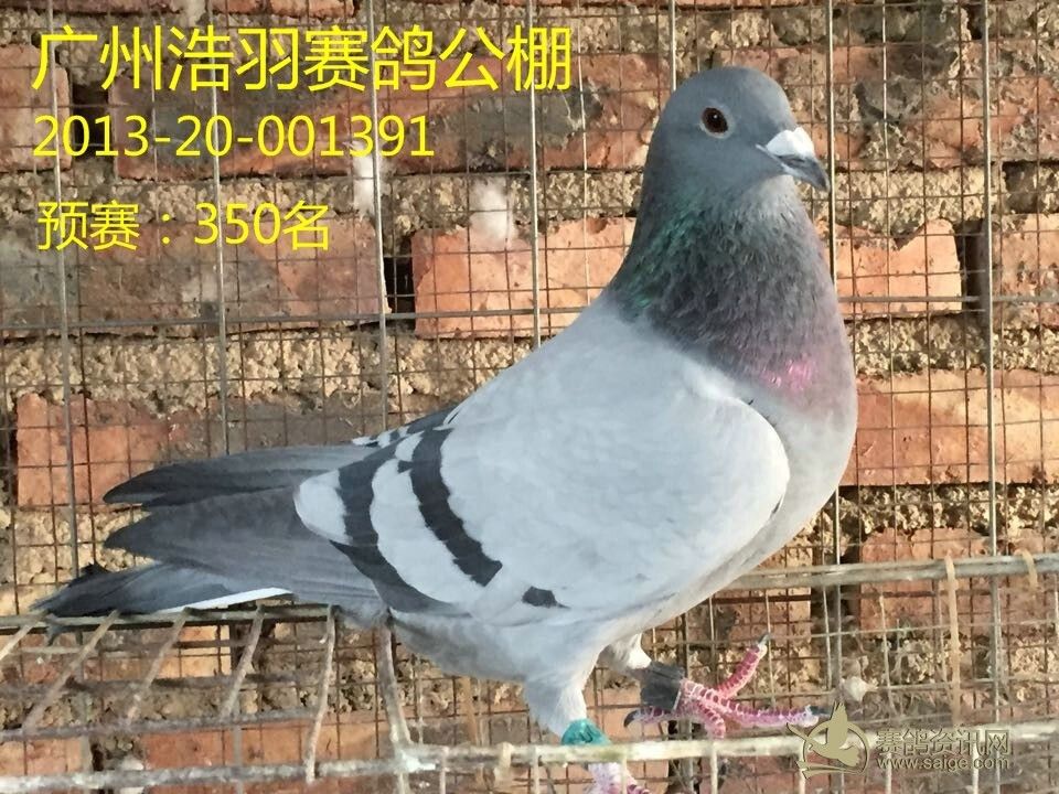 广西 东盟国际---已售_赛鸽资讯网商城