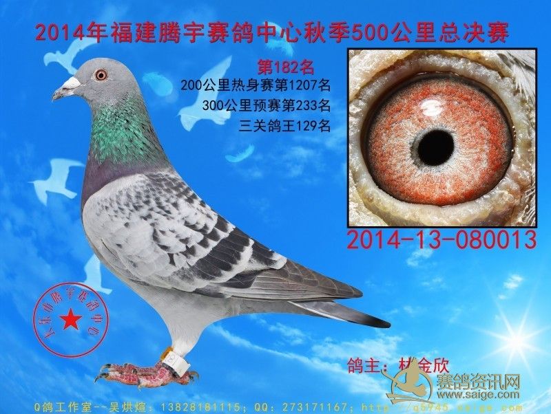 福建腾宇赛鸽中心第五届秋季决赛获奖鸽照片(151-200名)