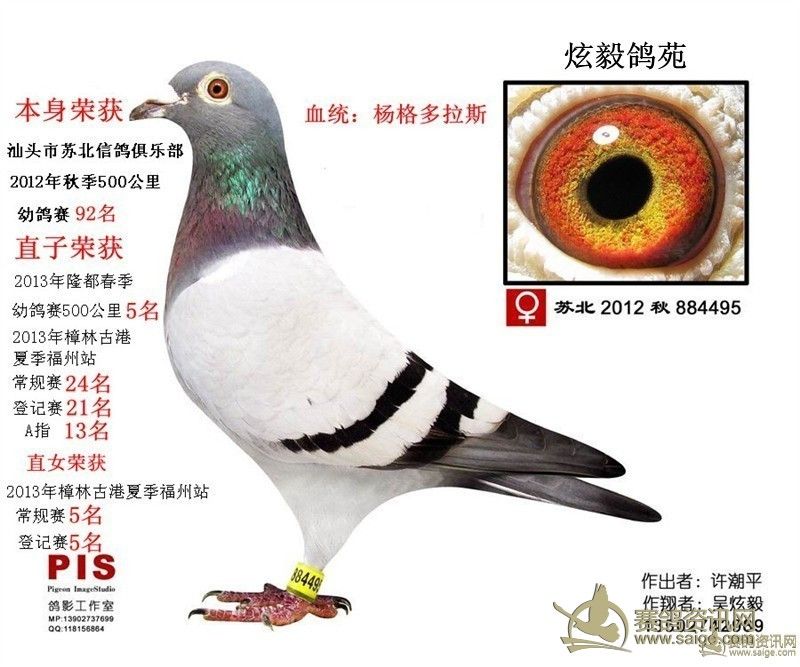 炫毅鸽苑【本鸽舍成绩鸽出售】子代入赏多羽_