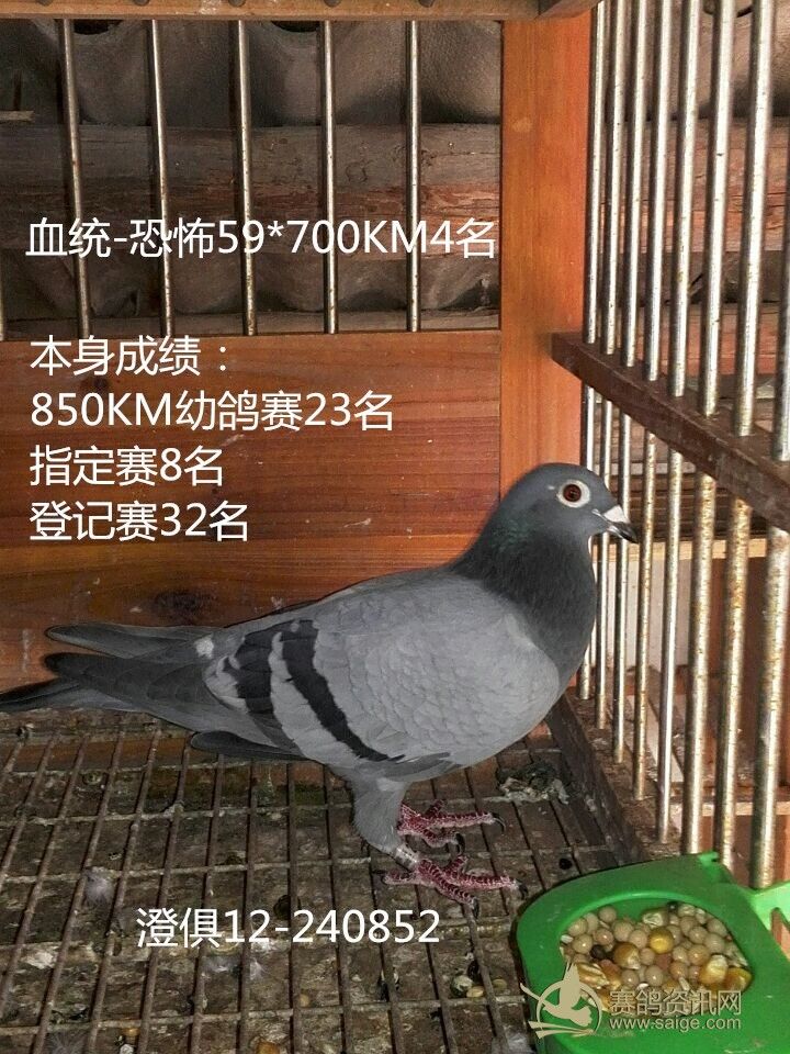 赛绩鸽外系鸽子代