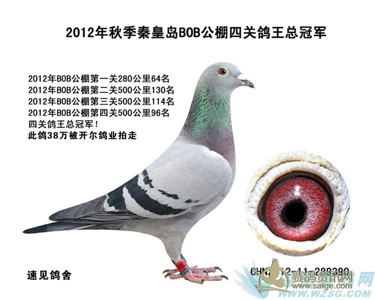 刚到浙江超级名家速见鸽舍董静戈400公里归巢500公里归巢第三关当天