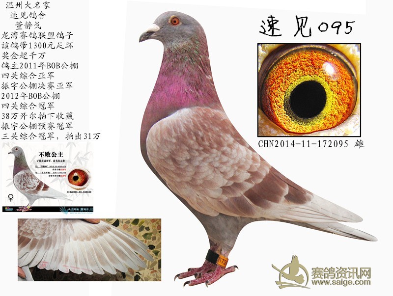 温州大名家速见鸽舍董静戈龙湾赛鸽联盟鸽已经出售多谢关注